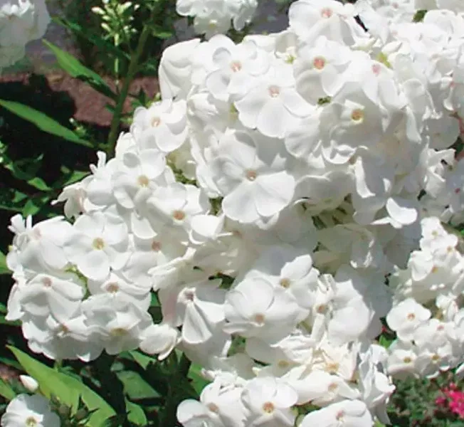 Phlox – David