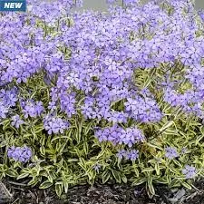 Phlox divaricata ‘Blue Ribbons’