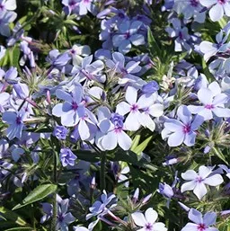 Phlox divaricata subsp. laphamii ‘Chattahoochee’