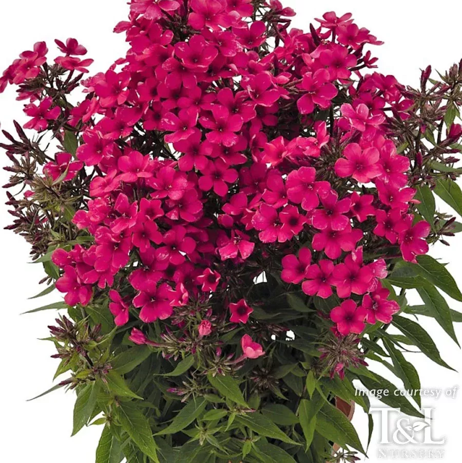 Phlox Early Red Qrt