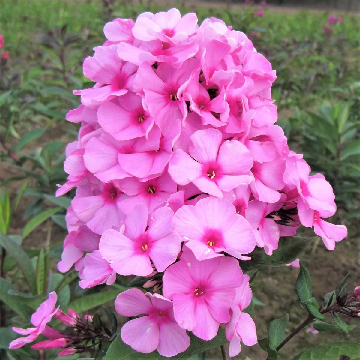 Phlox – Eva Cullum
