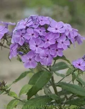 Phlox p. Violet ('Barsixtyone' PPAF)(25) BR Plants