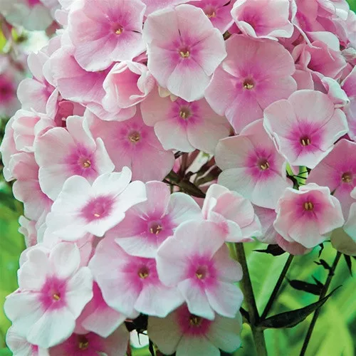Phlox paniculata ‘Bright Eyes’ (Garden Phlox)