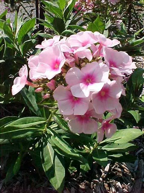 Phlox paniculata ‘Bright Eyes’