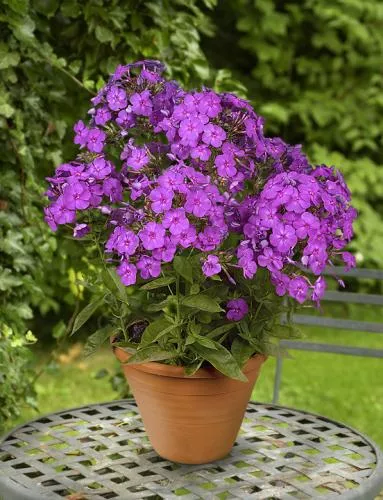 Phlox paniculata JUNIOR? Dream PP16104