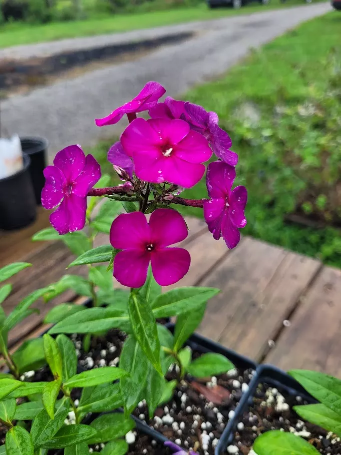 Phlox paniculata ‘Nicky’ (Garden Phlox)