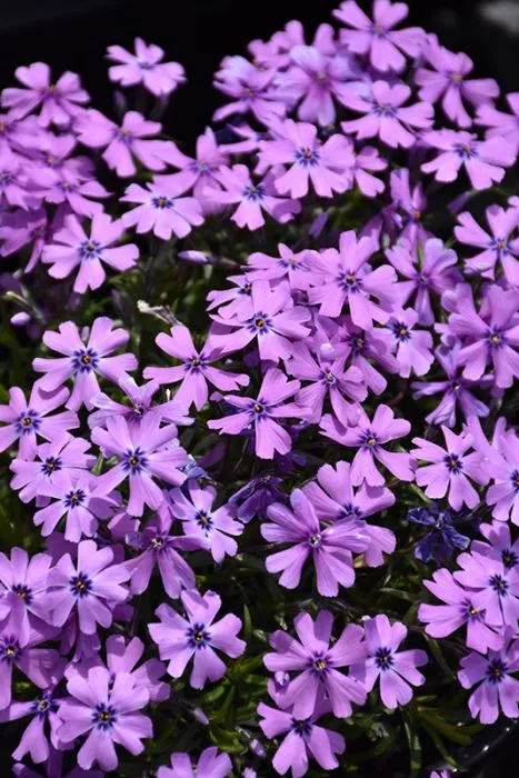 Phlox - Purple Beauty