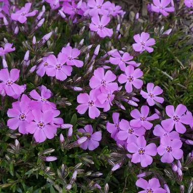 Phlox s. Emerald Pink