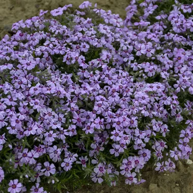 Phlox s. 'Eye Candy' PPAF (25) BR Plants