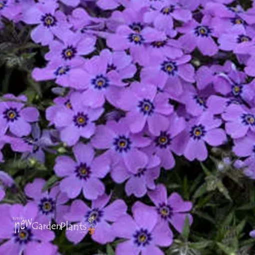 Phlox s. 'Eye Shadow' Creeping Phlox - One Quart Pot