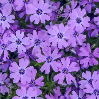Phlox s. Purple Beauty