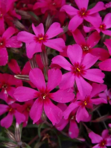 Phlox s. 'Scarlet Flame' Creeping Phlox - One Quart Pot
