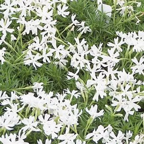 Phlox - Snowflake