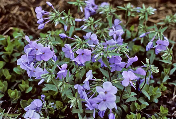 Phlox stolonifera ‘Blue Ridge’