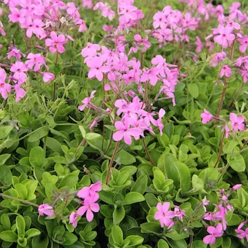 Phlox stolonifera ‘Sweet Seduction Pink’