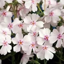 Phlox subulata ‘Amazing Grace’