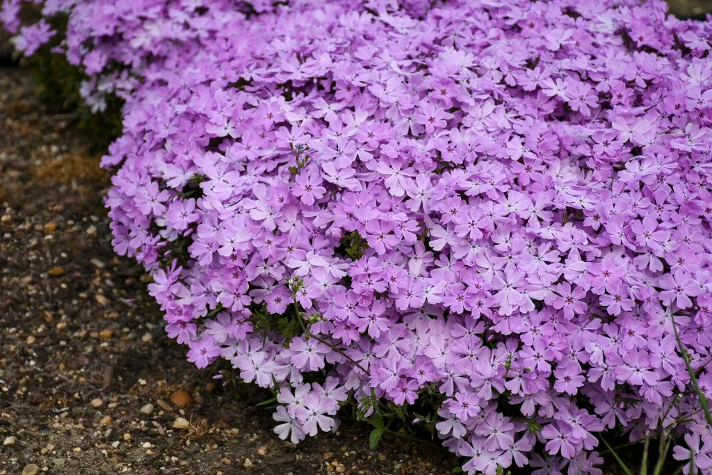 Phlox Subulata SPRING BLING™ 'Pink Sparkles'
