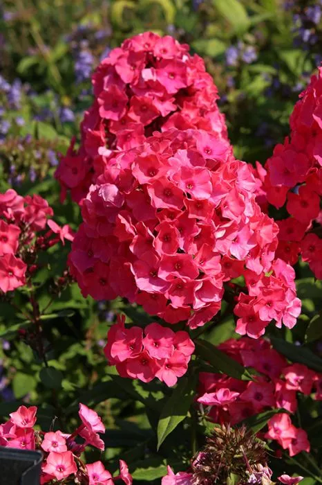 Phlox - Super Ka-Pow Coral