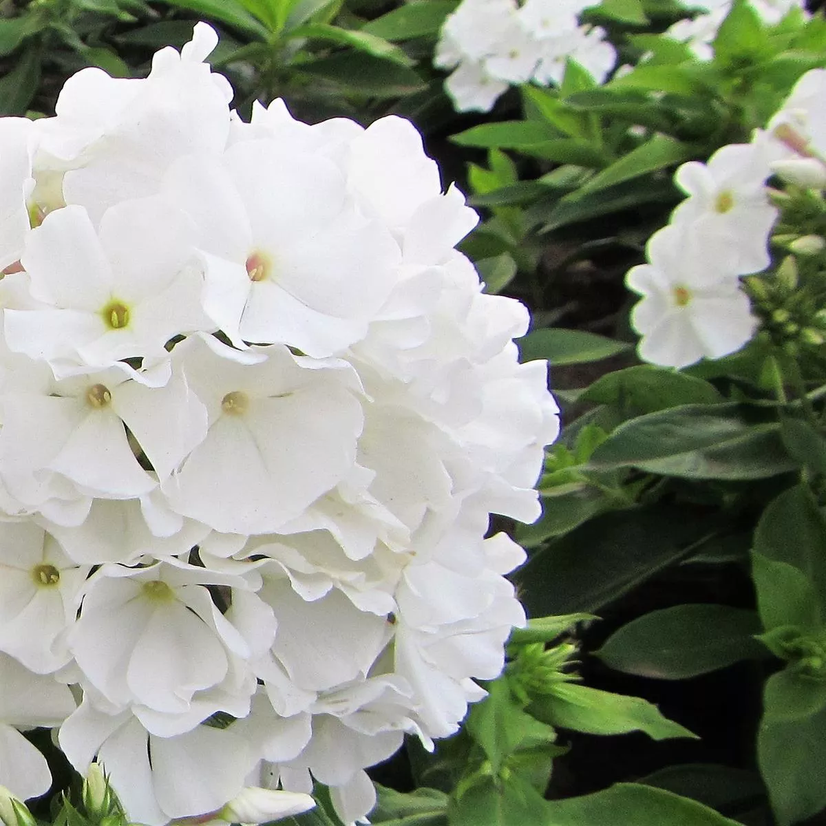 Phlox – White Flame