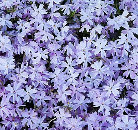 PhloxCreepingPhlox"Blue Emerald"
