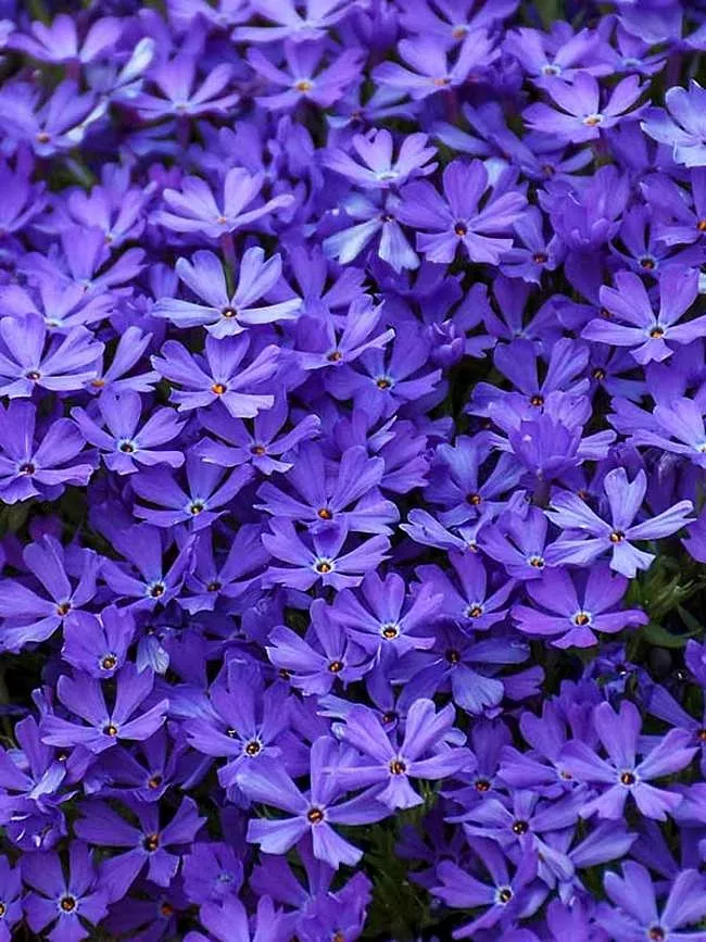 PhloxHybrid SpringPhlox"Violet Pinwheels"