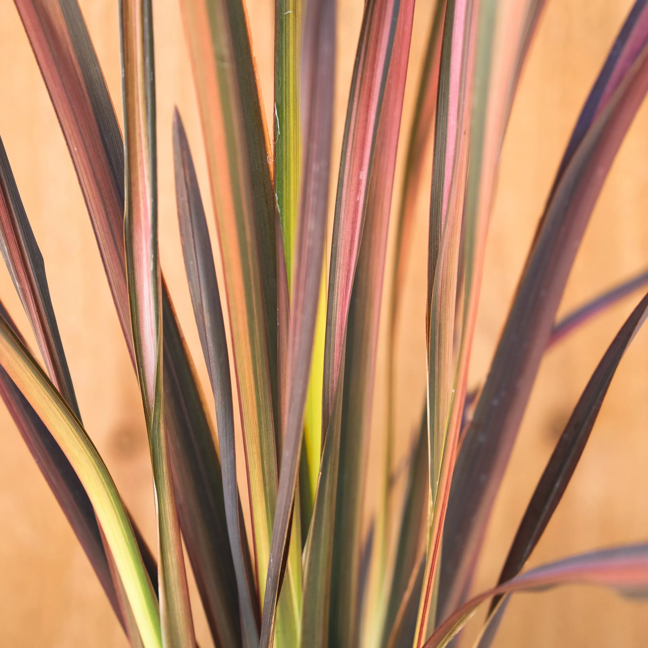 Phormium Pink Panther 1gal