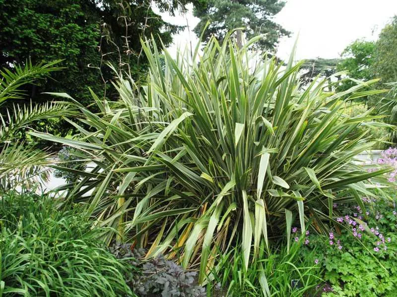Phormium tenax
