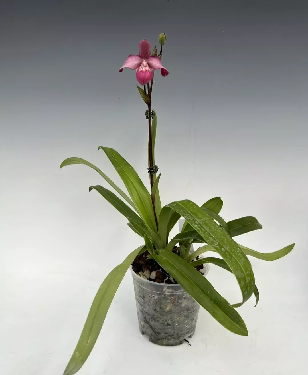 Phrag. Pink Opal