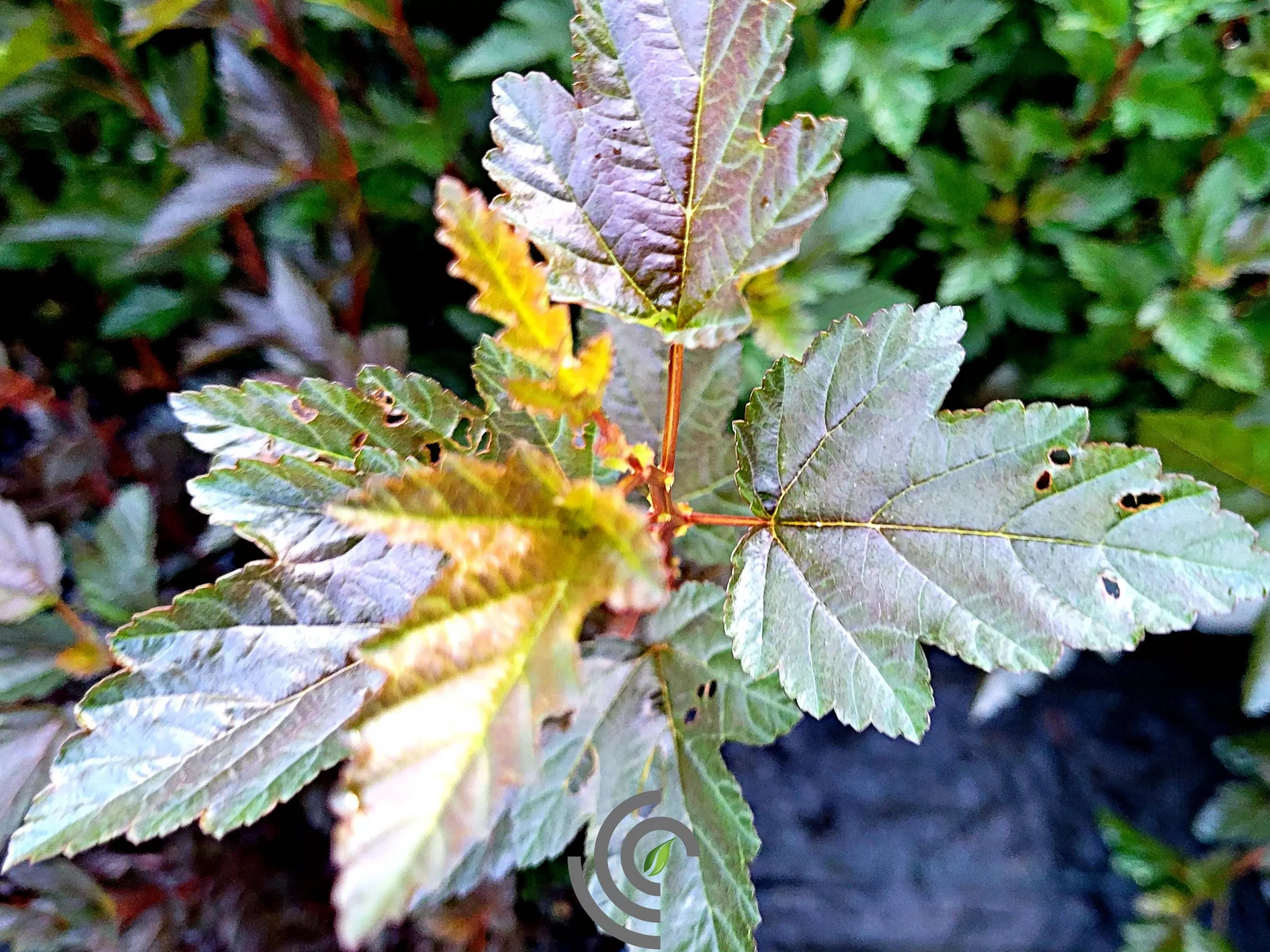 Phsocarpus Nine Bark"Tiny Wine"