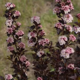Physocarpus Ninebark "Tiny Wine"