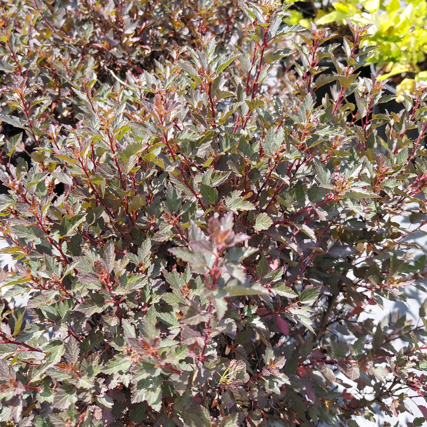 Physocarpus opulifolius ‘Hoogi021’ Little Joker