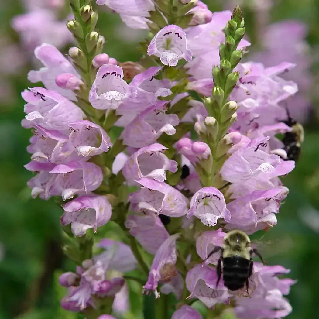 PhysostegiaObedient Plant"Pink Manners"