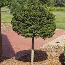 Picea abies ‘Little Gem’ (Standard Form)