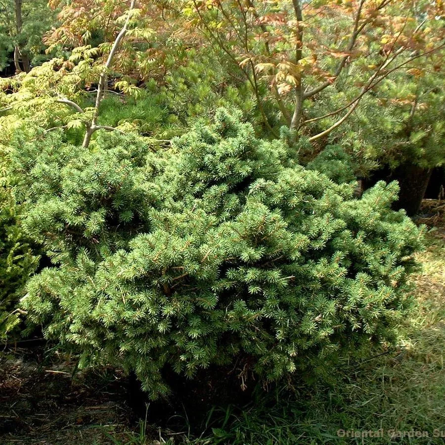 Picea abies ‘Pygmaea’