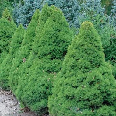 Picea gl. Conica (Dwarf Alberta Spruce)