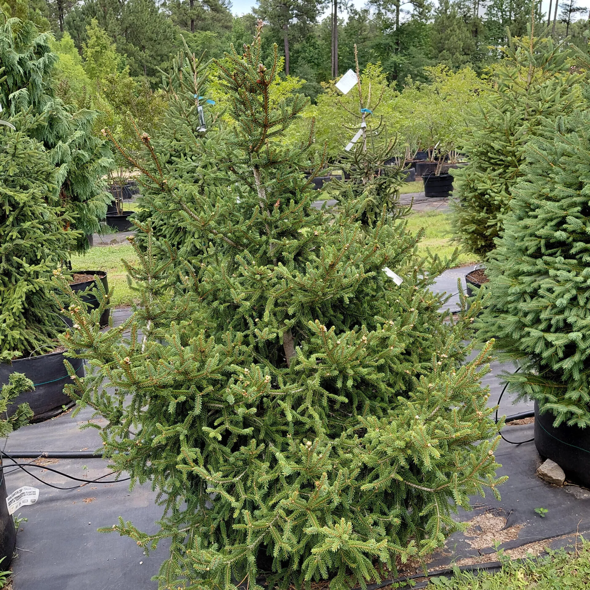 Picea orientalis ‘Atrovirens’