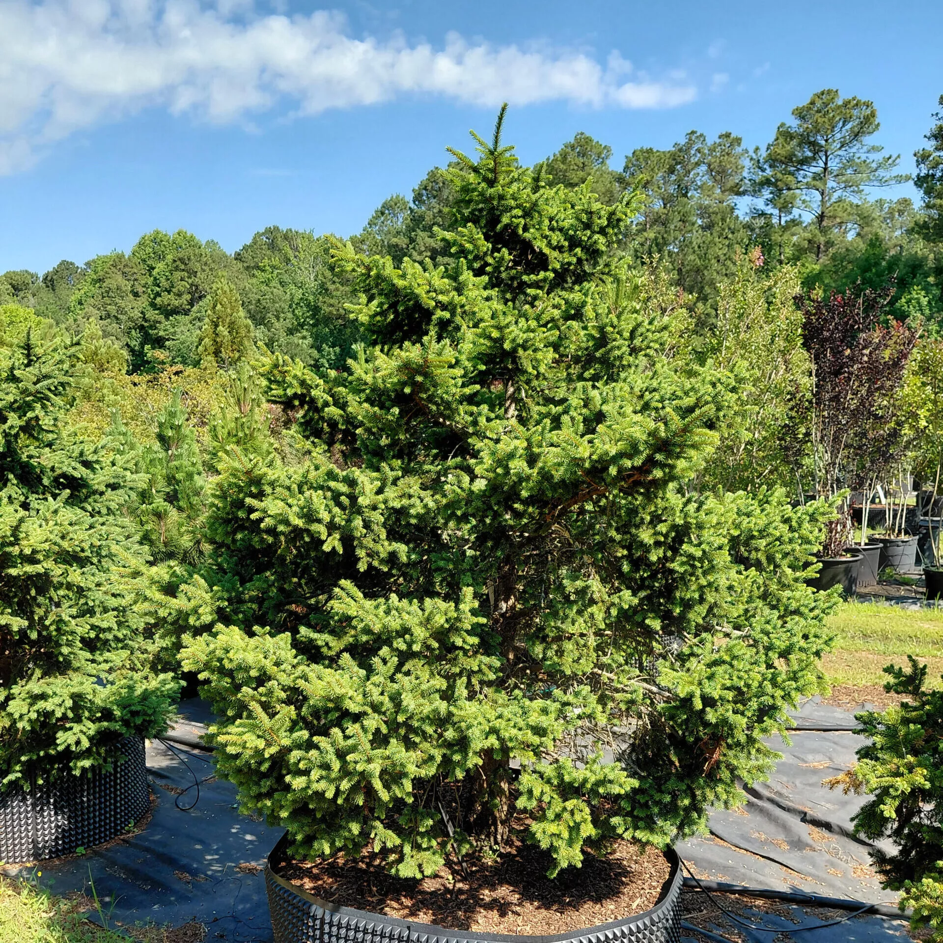 Picea orientalis ‘Shadow’s Broom’