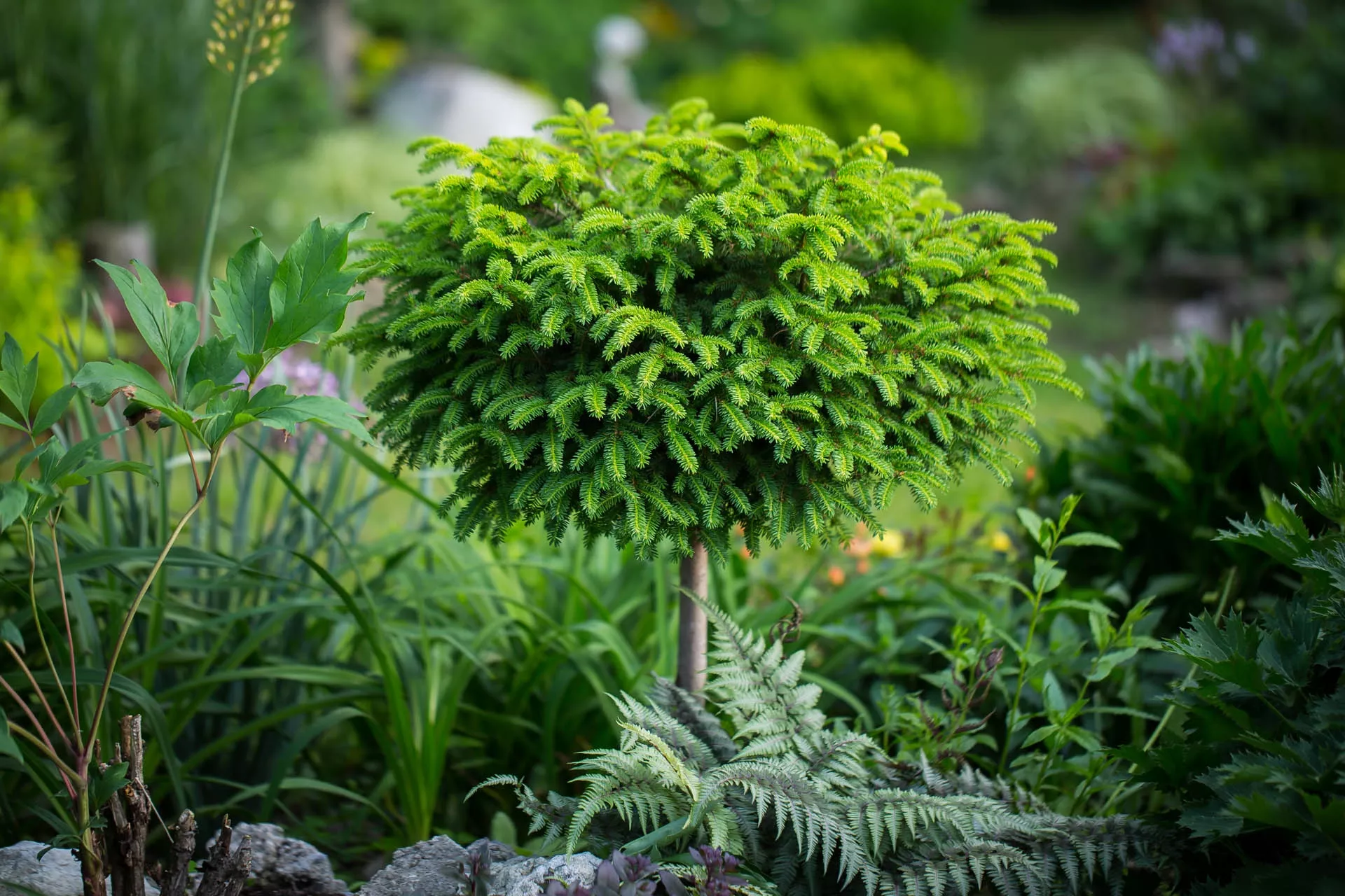 Piceaabies"Little Gem" 18 inch STD.Tree Form