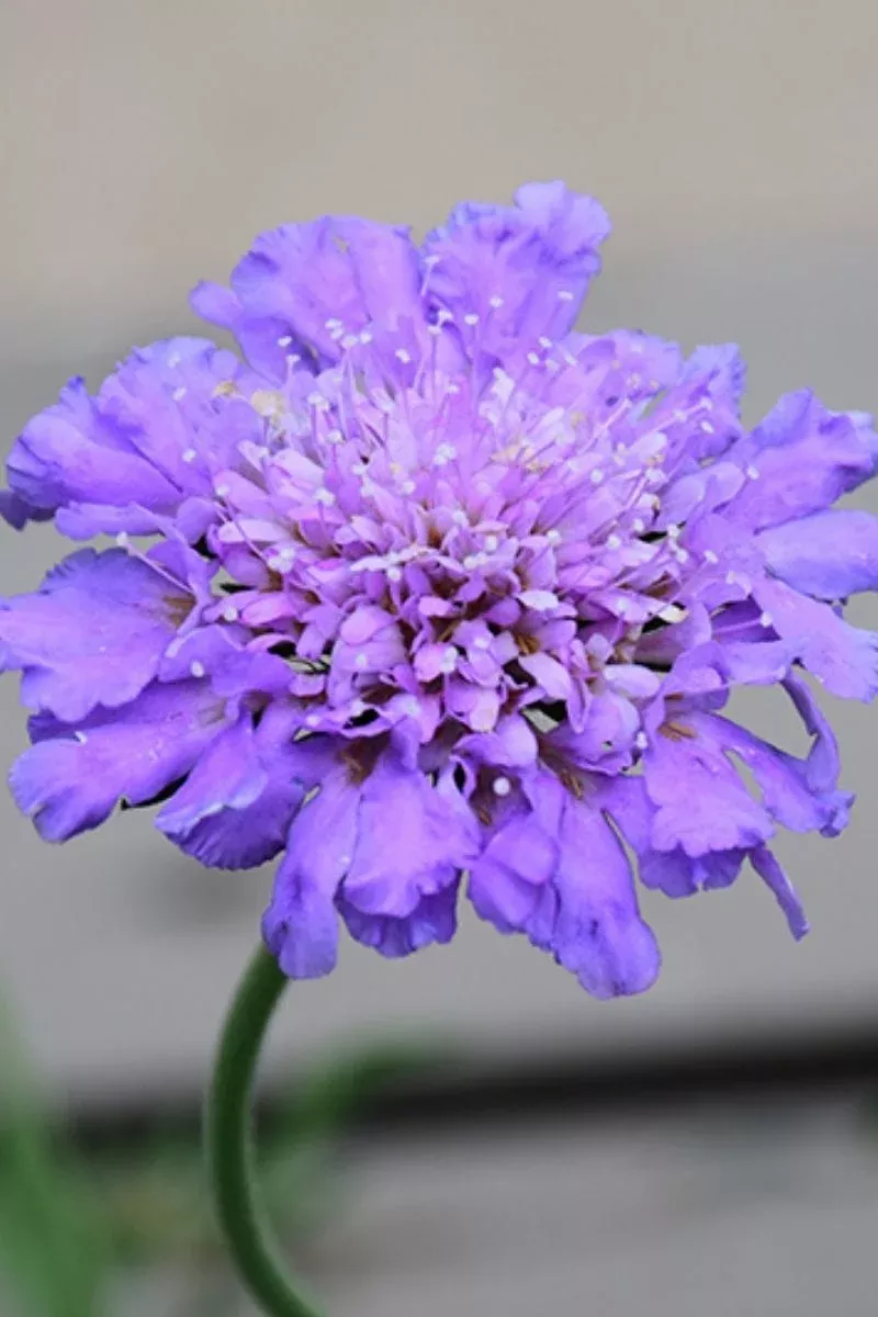 Pincushion Flower, Btrfl Bl