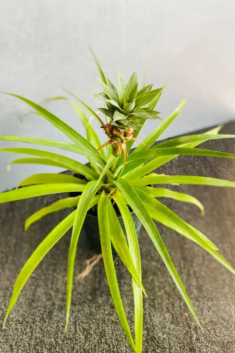 Pineapple, Ananas with Fruit 6"