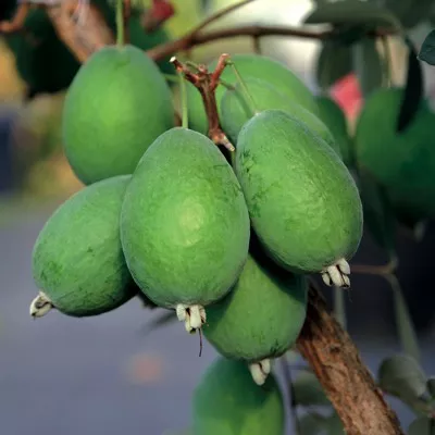 PIneapple Guava (EarliHart™)