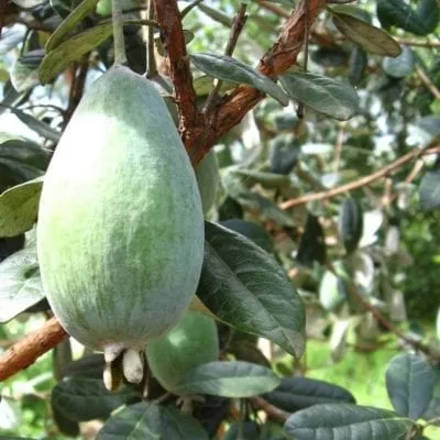 Pineapple Guava (Takaka ™ )
