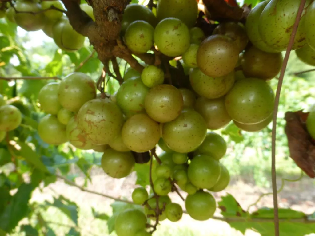 Pineapple Muscadine