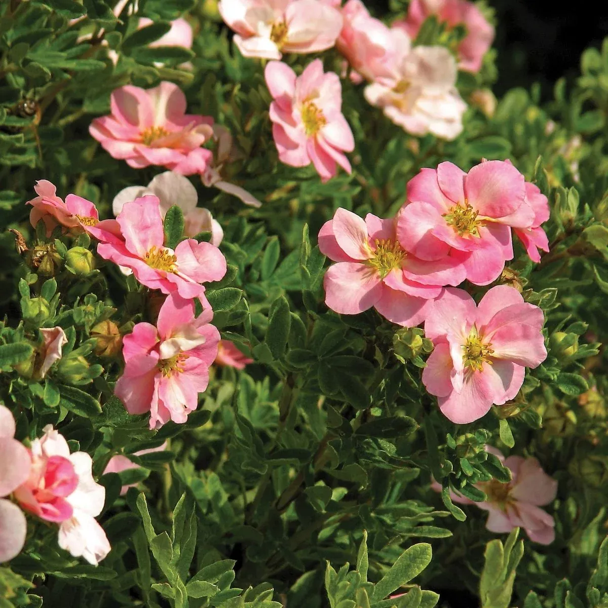 Pink Beauty Potentilla