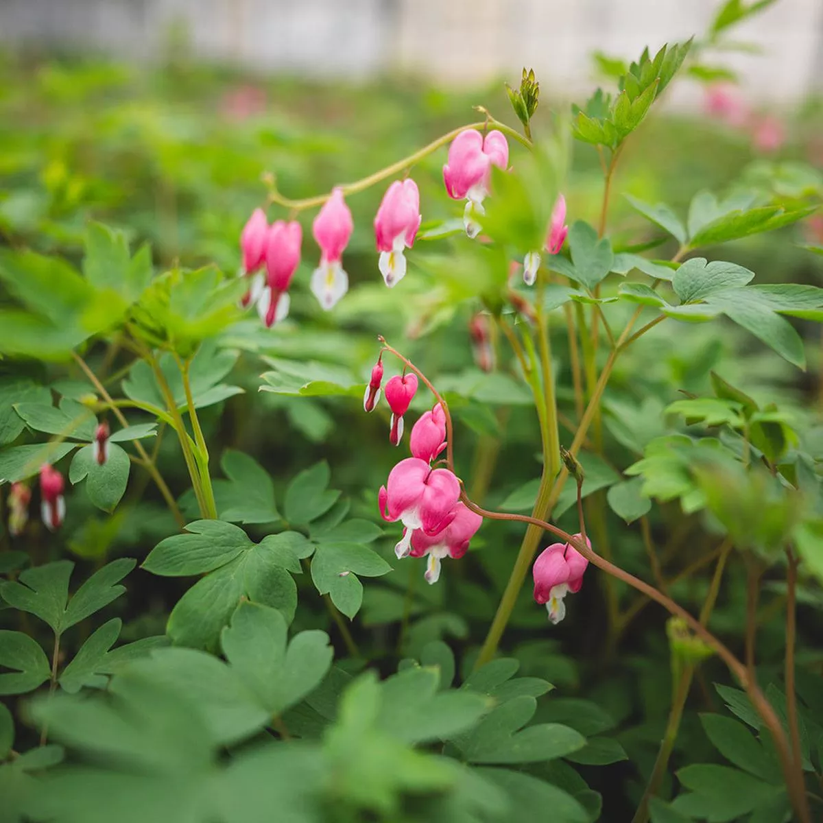 Pink Bleeding Heart