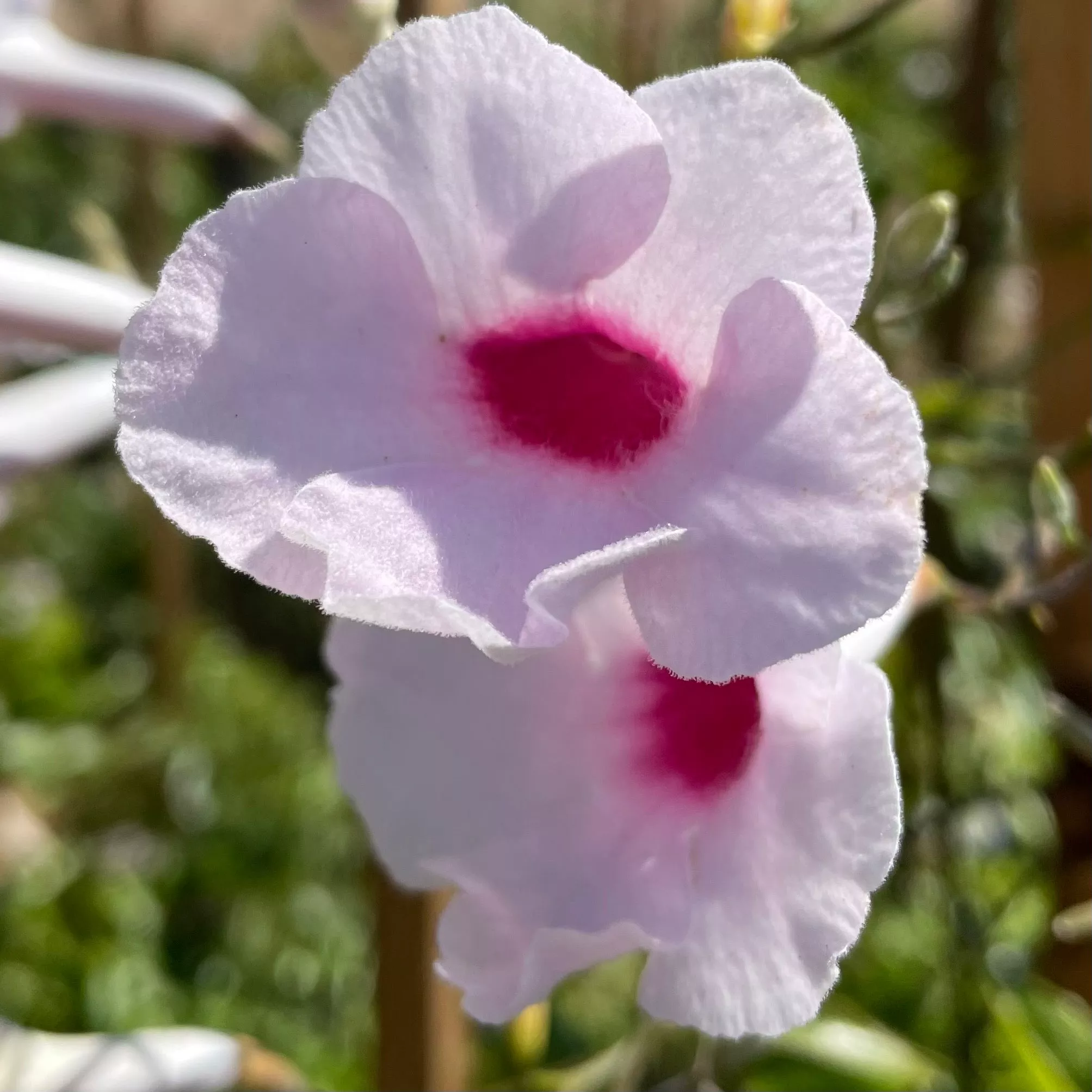 Pink Bower Vine – 5 Gallon Staked ( 2 – 3 ft. )