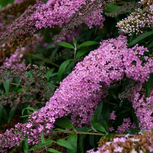 Pink Cascade Butterfly Bush – #3 Container