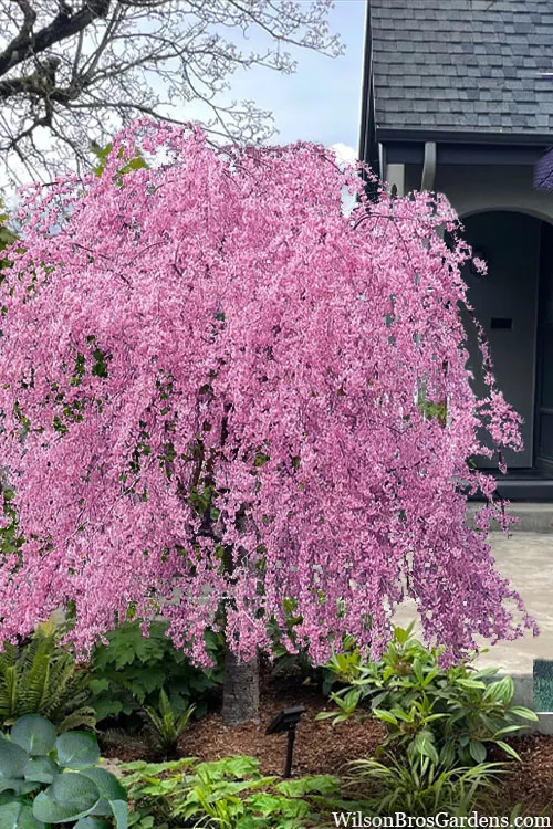 Pink Cascade Weeping Cherry Tree - 7 Gallon Pot