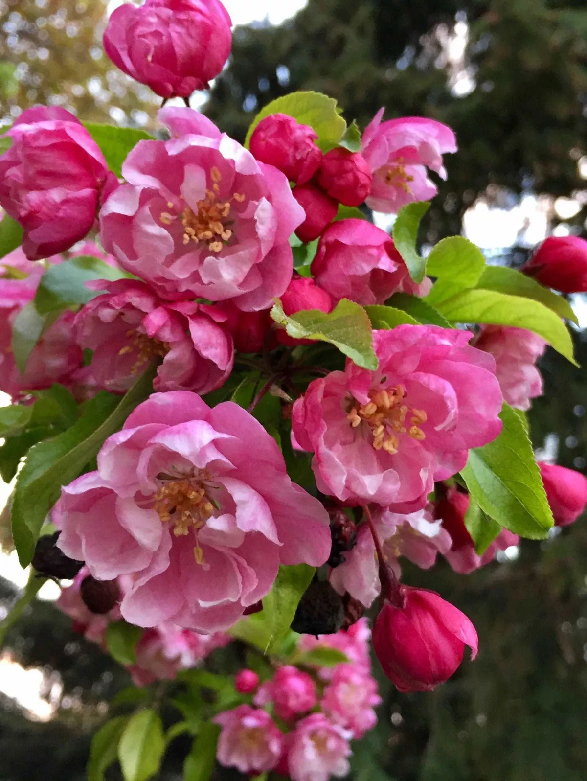 Pink Cloud Crabapple – Dwarf (4′-5′)