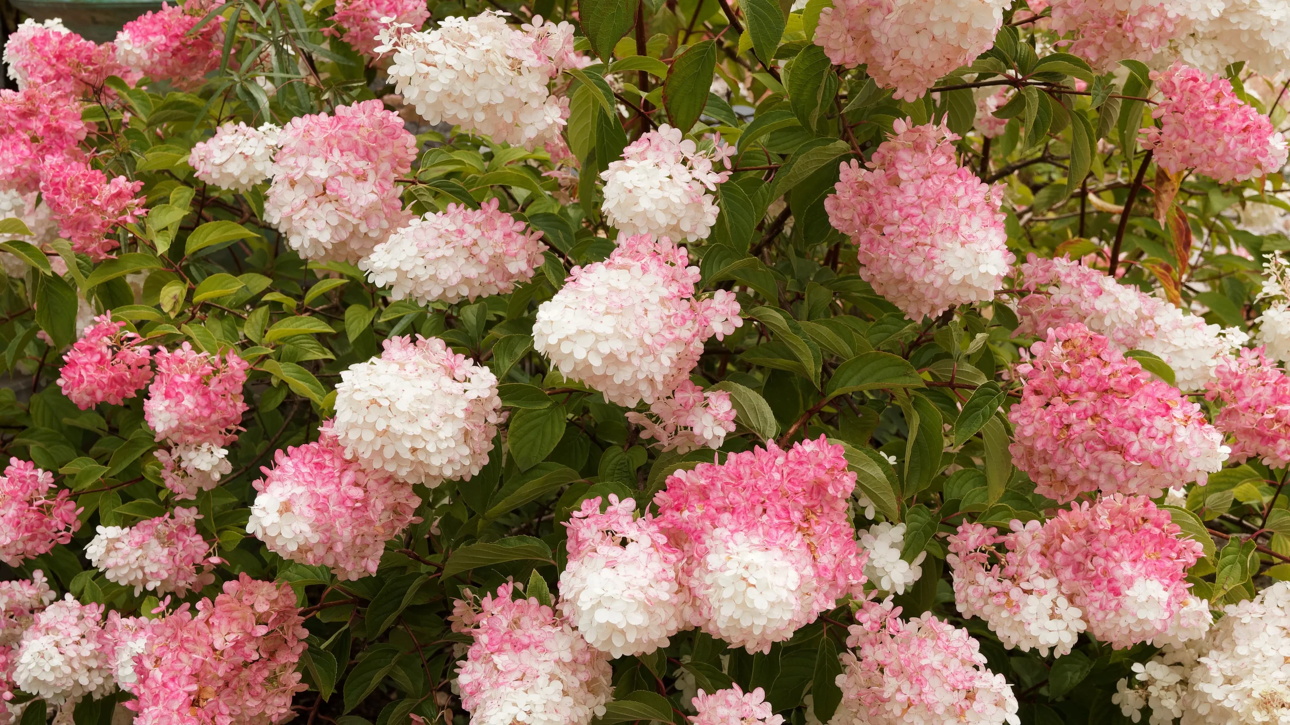 Pink Diamond Hydrangea Tree – 5 Gallon